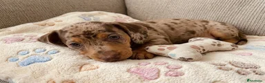 Miniature Dachshund 3