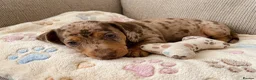 Miniature Dachshund dogs for sale: KC Reg Mini Dachshund Puppies Ready Now (Walsall) - Advert 15