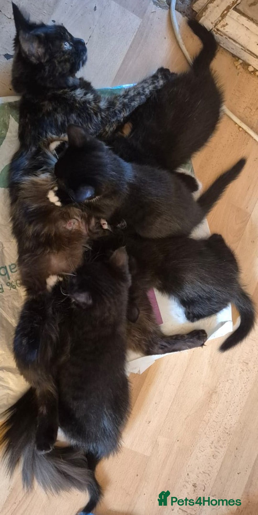 Mixed Breed cats for sale: KITTENS-LONG HAIRED - Image 2