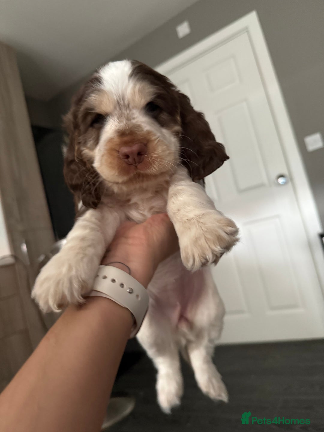 Cocker Spaniel dogs for sale: Chocolate Roan & Tan Cocker Spaniel Girl - Image 20