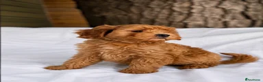 Cavapoo 1