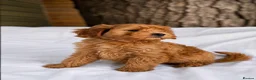 Cavapoo dogs for sale: Cavapoo pups ready to leave now!  - Advert 3