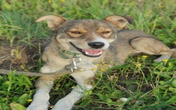 Mixed Breed dogs for adoption: 💖🐶 LASKA 🐶💖 - Image 10