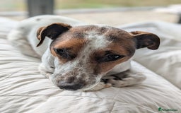 Jack Russell dogs for adoption: Magnificent Milo JRT / Plummer - Image 5