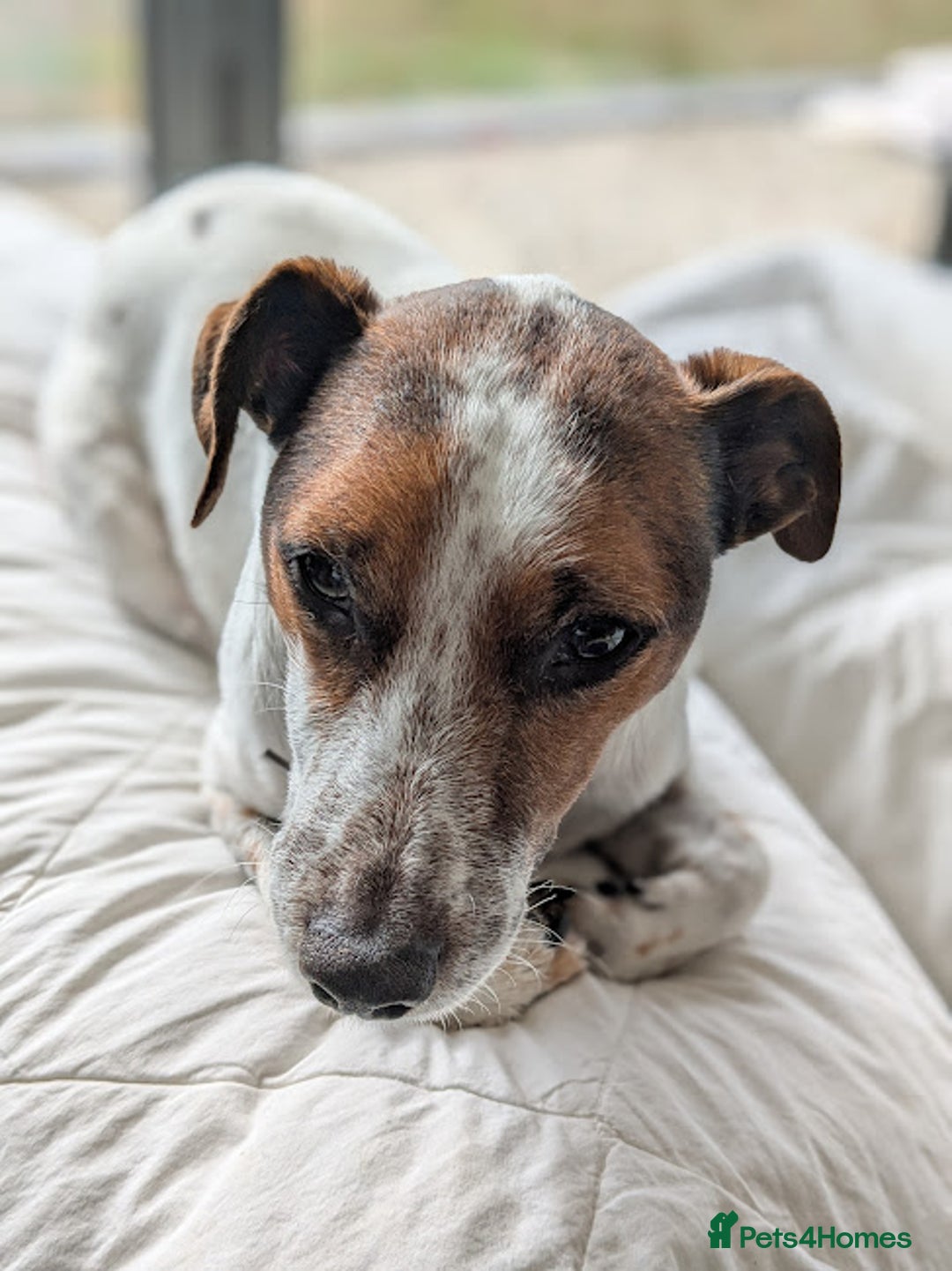 Jack Russell dogs for adoption: Magnificent Milo JRT / Plummer - Image 5