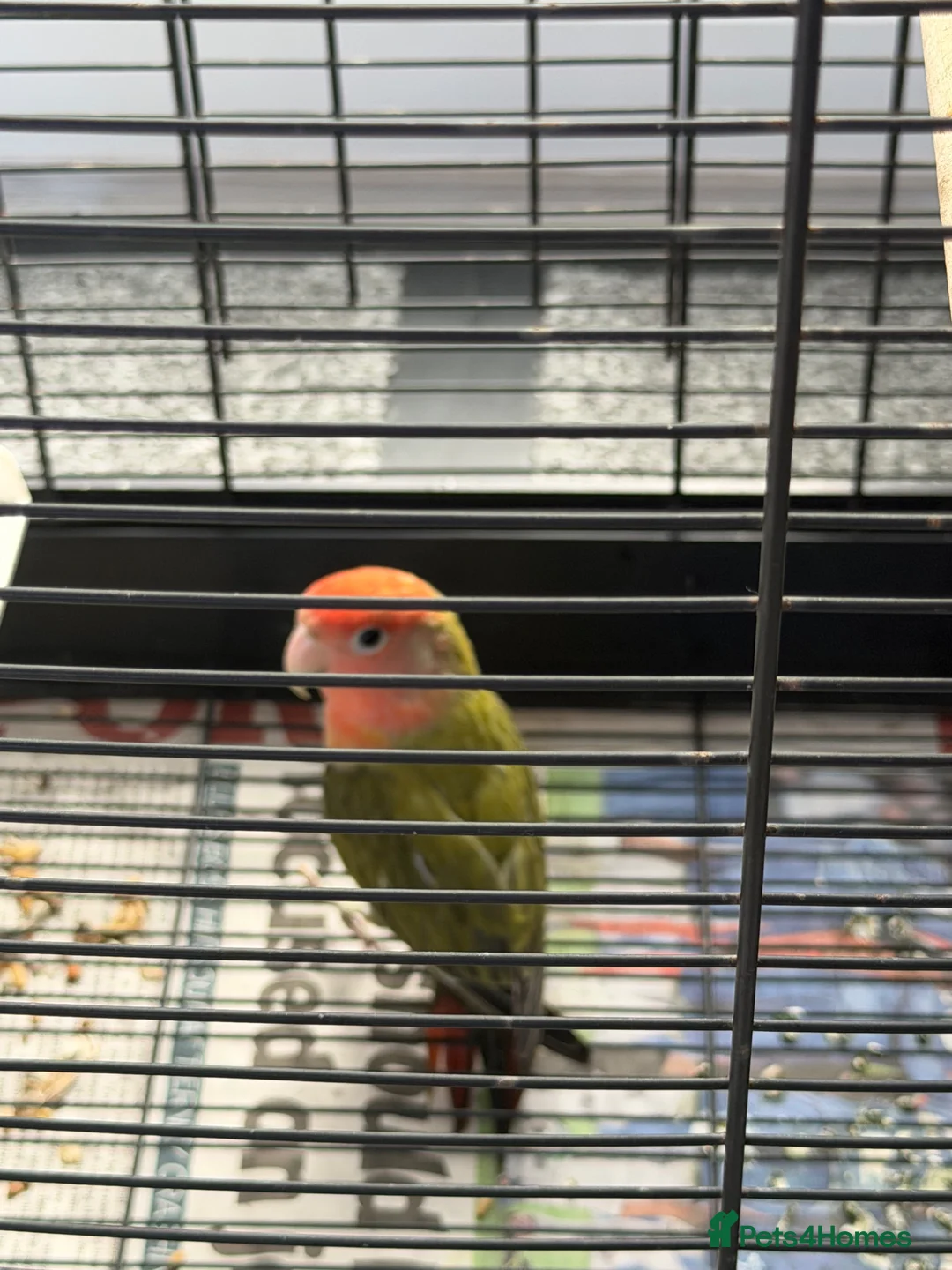 Lovebirds birds for sale: Baby lovebird - Advert 5