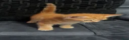 Scottish Fold cats for sale: Scottish Fold Kittens/Ginger+Mixed  - Advert 8