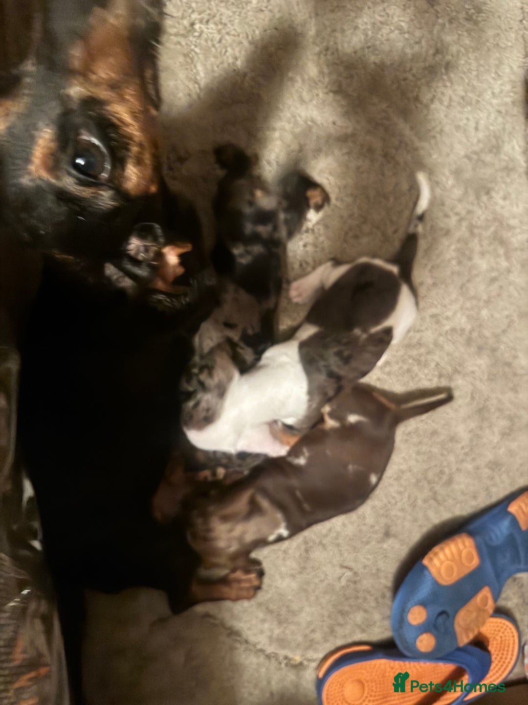 Miniature Dachshund dogs for sale: Miniature dachshund puppys - Image 5