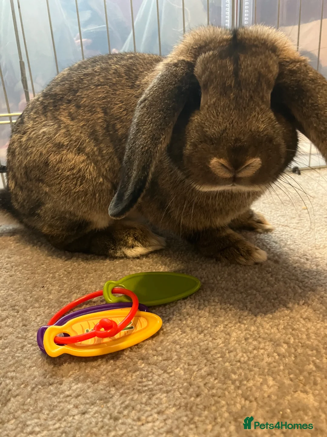 French Lop rabbits for sale: Onion in Bristol - Advert 2