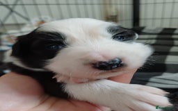 Border Collie dogs for sale: Border collie boy - Advert 1