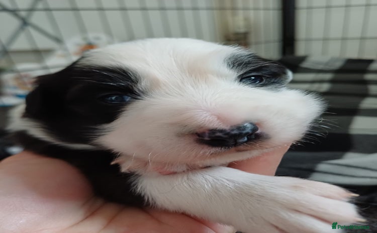 Border Collie dogs Border collie boy - Advert 2