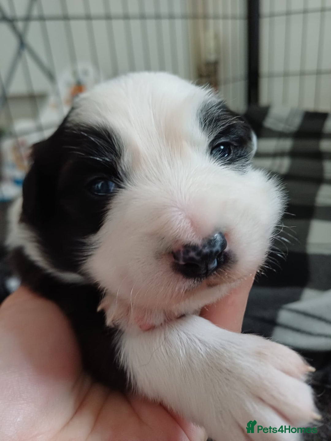 Border Collie dogs for sale: Border collie boy - Advert 1