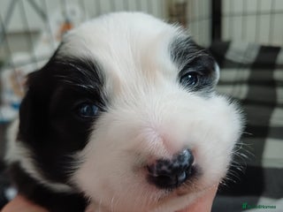 Border Collie dogs Border collie boy - Advert 1