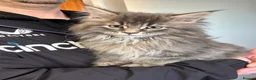 Maine Coon cats for sale: Stunning pedigree Maine coon kittens  - Advert 3