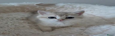 British Shorthair Kitten 3