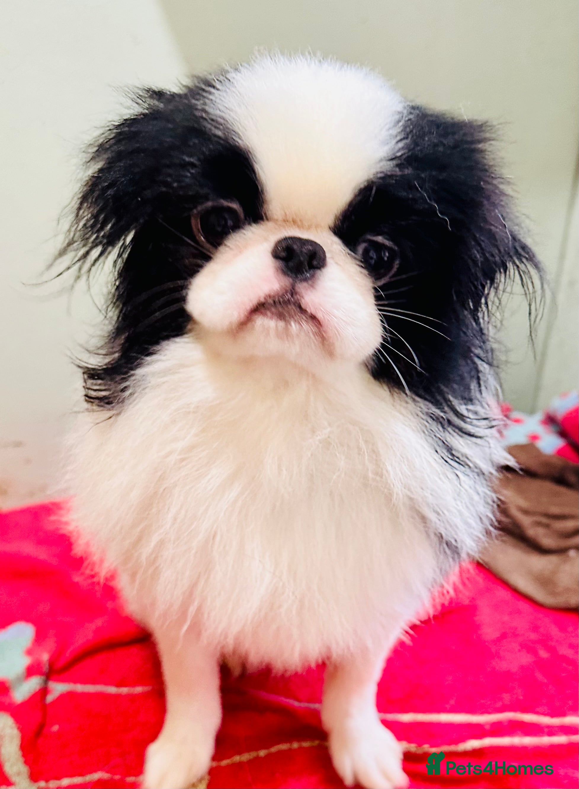 Dog Breeds White Japanese Chin Puppies For Sale Baby Japanese Chin