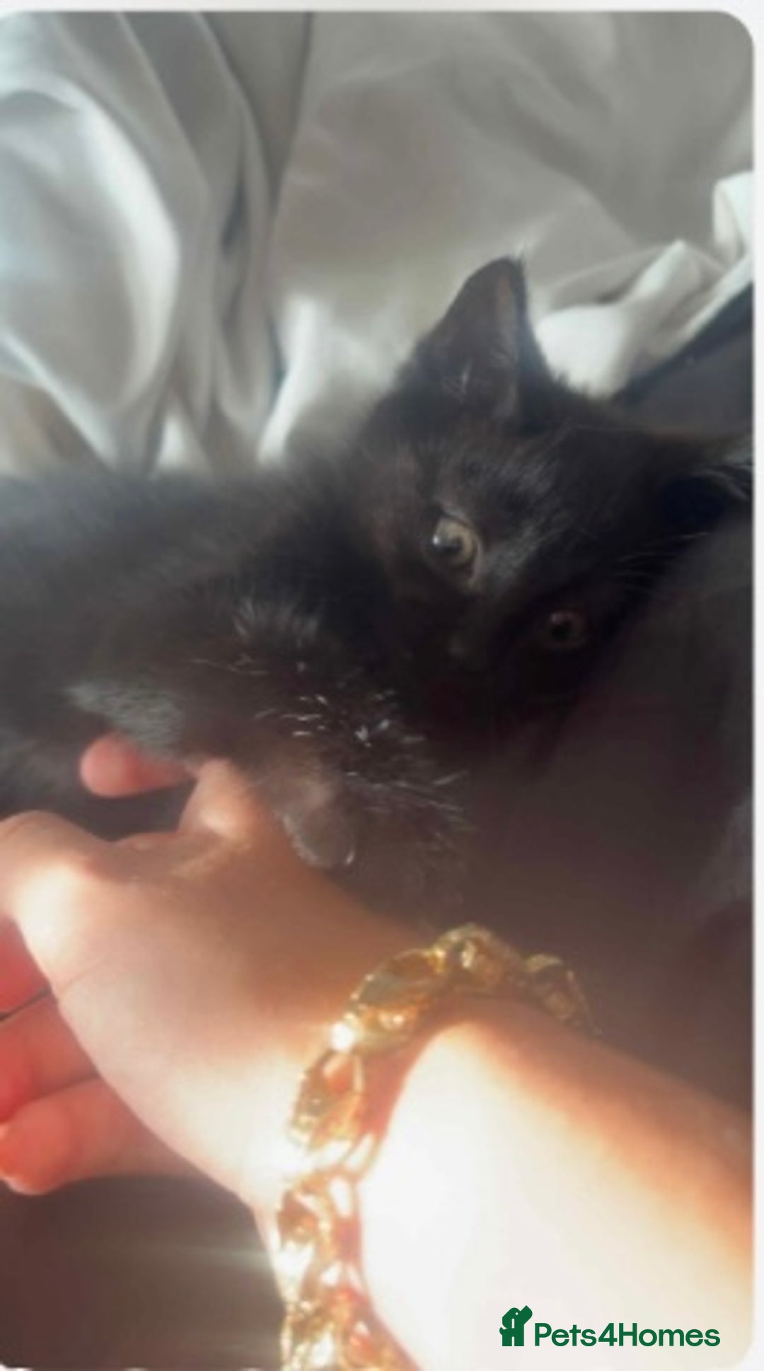 Mixed Breed cats for sale: Ready now beautiful boy chipped - Image 7