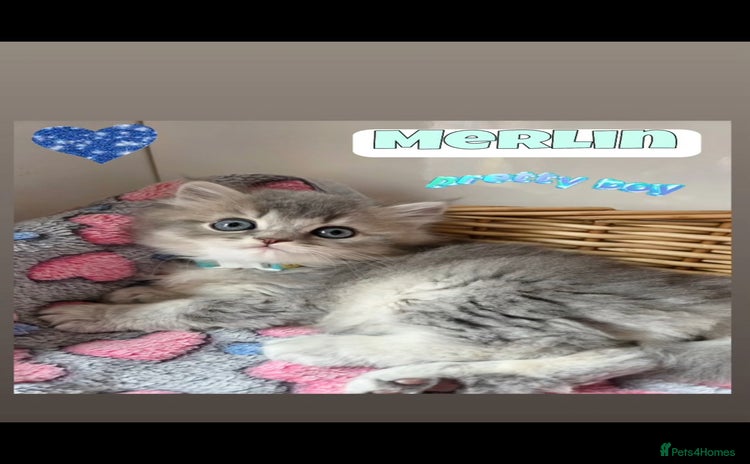British Shorthair cats - Advert 13