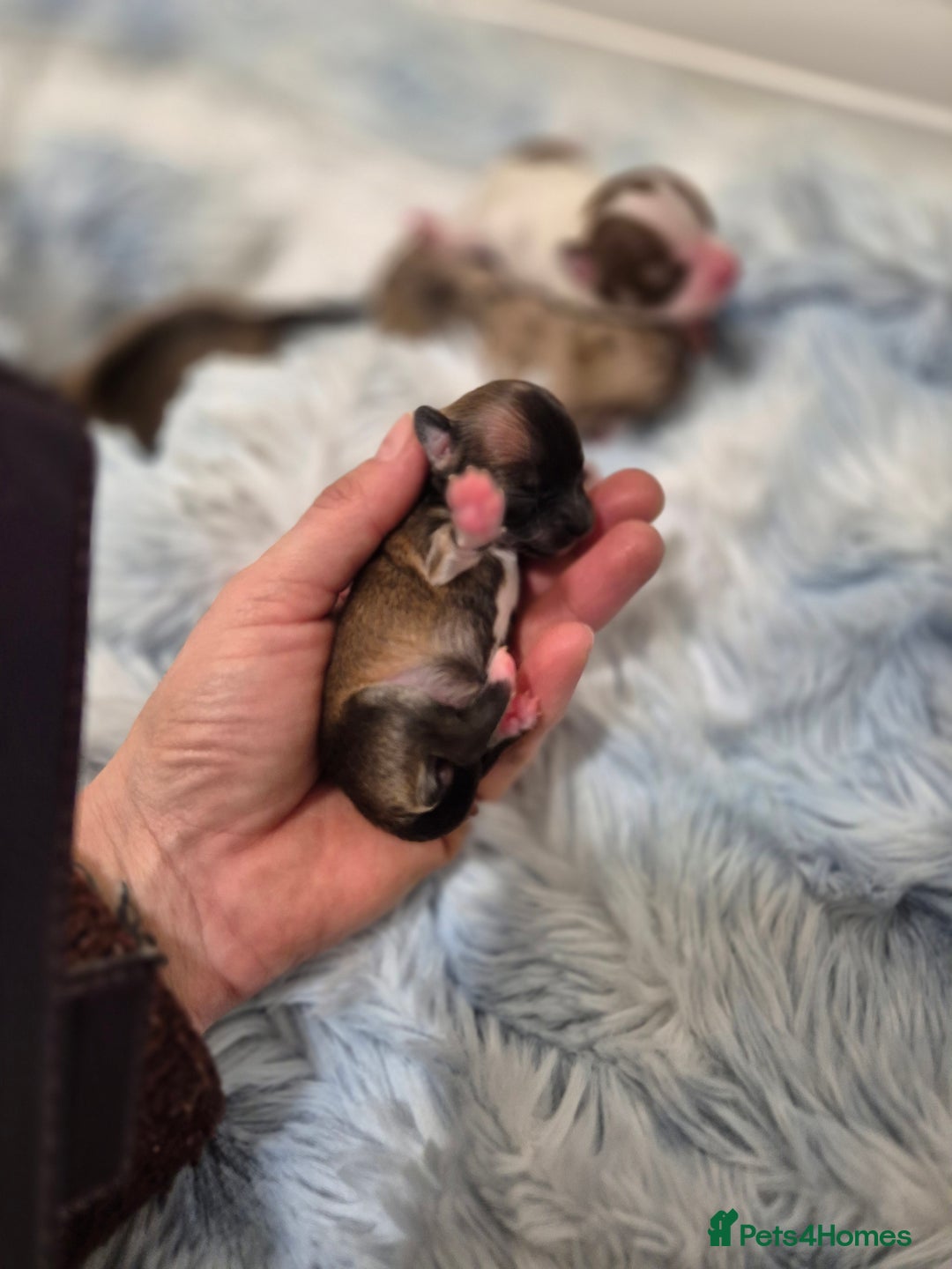 Chihuahua dogs for sale: Long haired chihuahua  - Advert 7