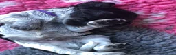 Cocker Spaniel dogs for sale: 1 gorgeous show cocker male puppies available 😁 - Advert 5