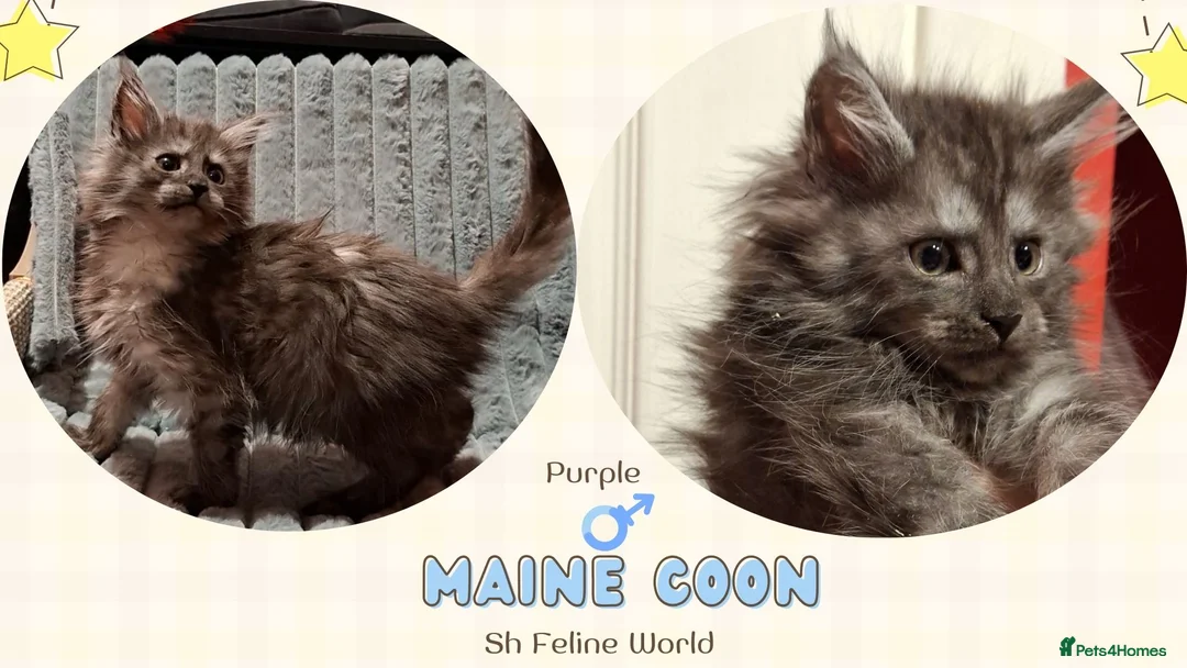 Maine Coon cats for sale: Pedigree Maine Coon kittens in Manchester - Advert 11