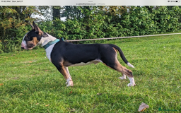 English Bull Terrier dogs for sale: English bull terrier  - Image 15