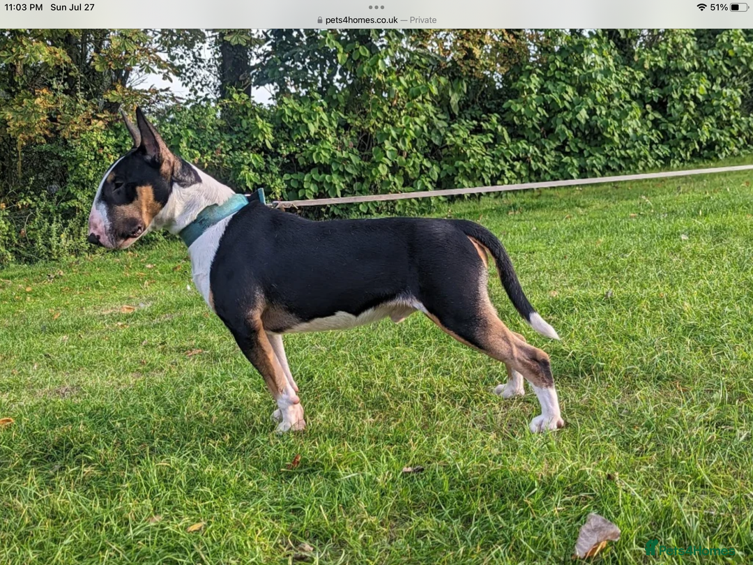 English Bull Terrier dogs for sale: English bull terrier  - Image 15