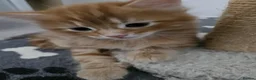 Mixed Breed cats for sale: Adorable ginger kitten - Advert 5