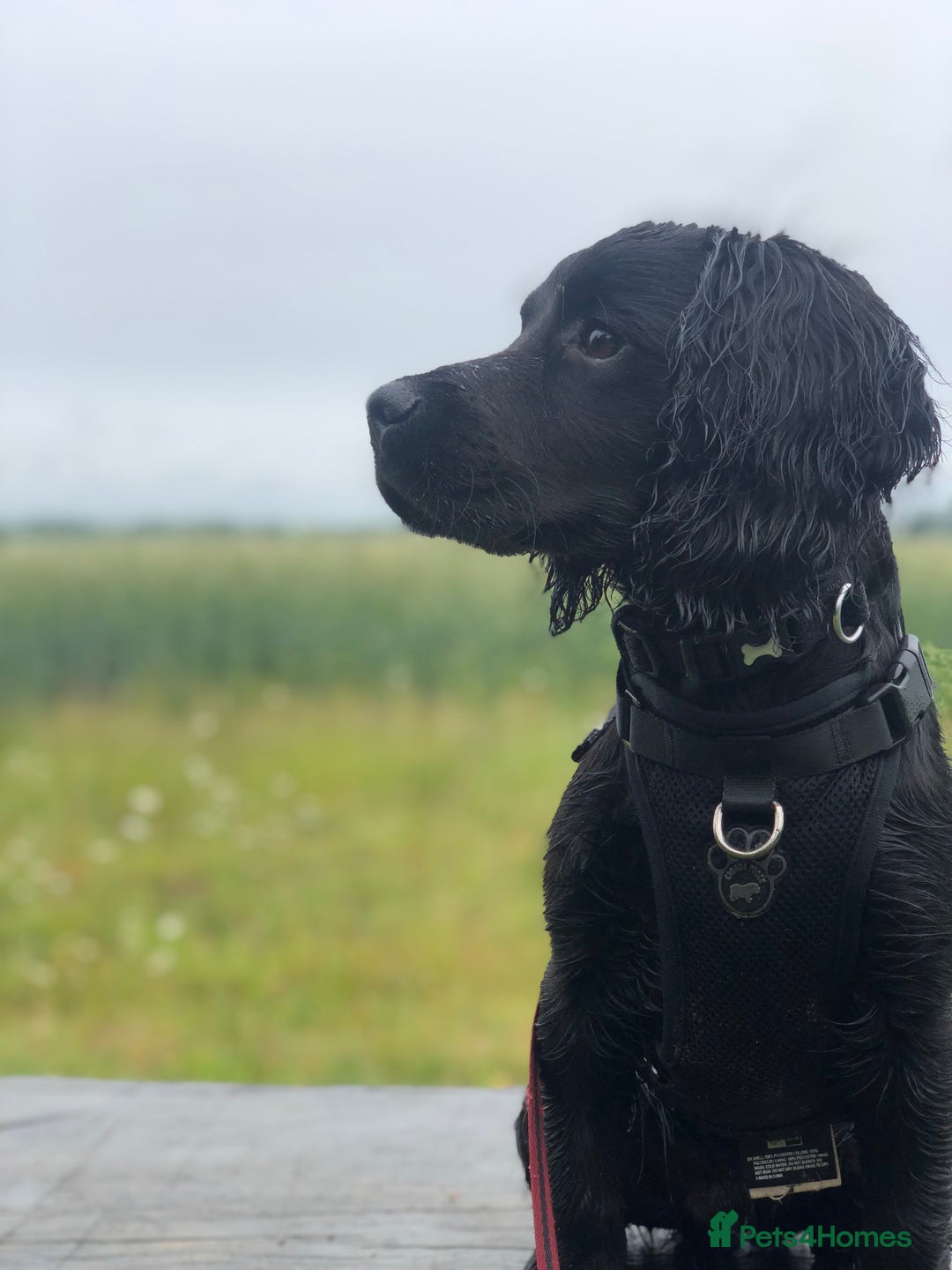 Cocker Spaniel dogs for sale: Looking for a new home - Image 4
