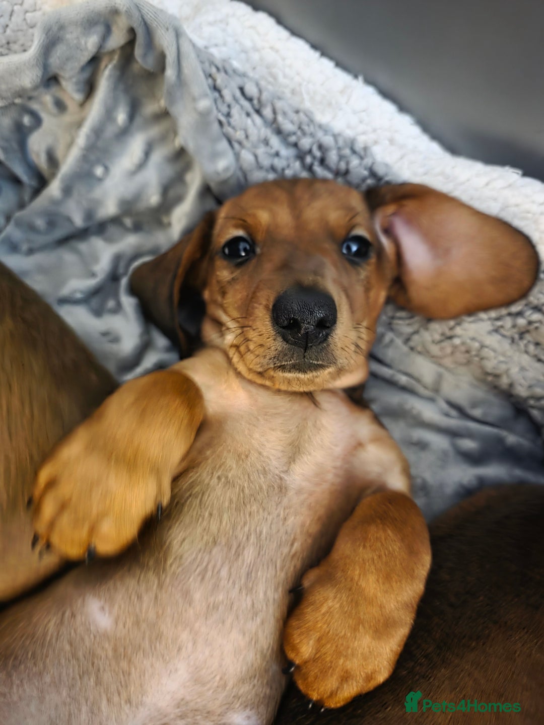 Miniature Dachshund dogs for sale: Miniture dashaunds  - Advert 16