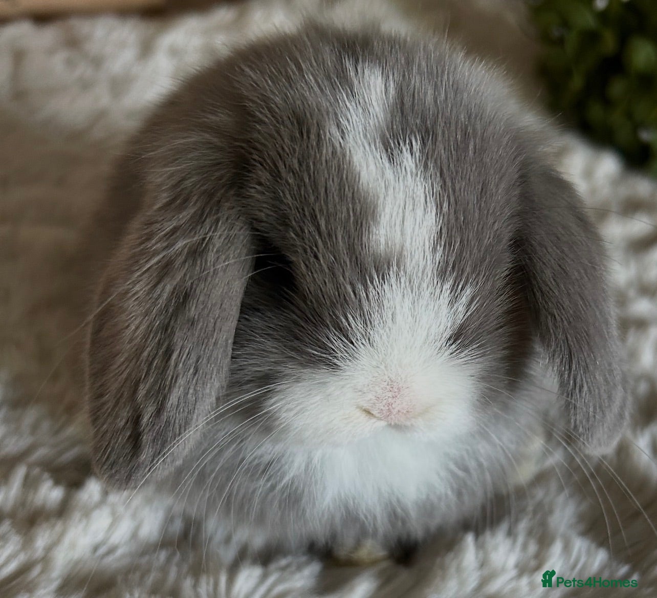 Mini Lop rabbits Stunning Lilac split/Lilac self mini lops  - Advert 1