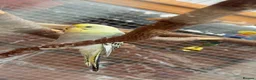 Budgerigars birds for sale: Budgies  in Lancaster - Advert 3