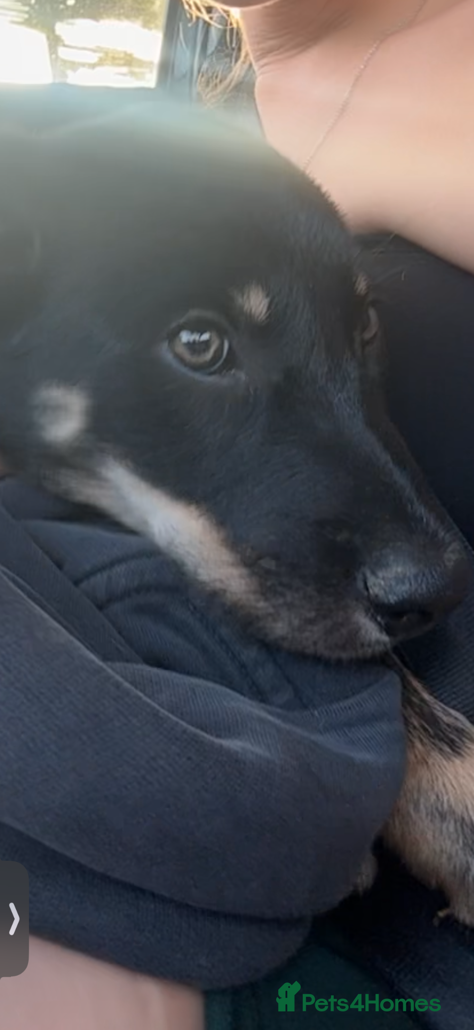 Mixed Breed dogs for sale: Bruno  in Abertillery - Advert 8