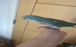 Parakeets birds for sale: Quaker parrots babies hand reared different colour - Image 11