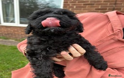 Cockapoo dogs for sale: Cockapoo pups - Image 24