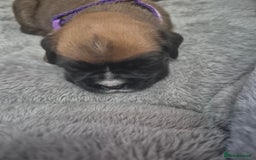 Boxer dogs for sale: Kc Boxer Puppies - Image 3