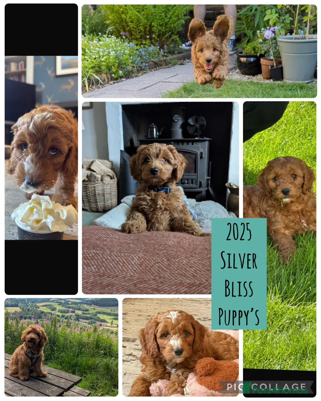 Cockapoo dogs for sale: 🌸🌸Extensively health tested F1 Cockapoo’s🌸🌸 - Advert 1