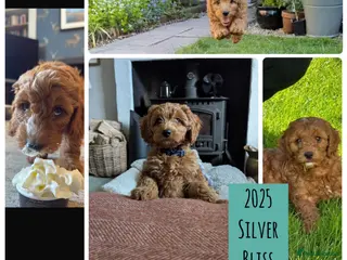 Cockapoo dogs 🌸🌸Extensively health tested F1 Cockapoo’s🌸🌸 - Advert 1