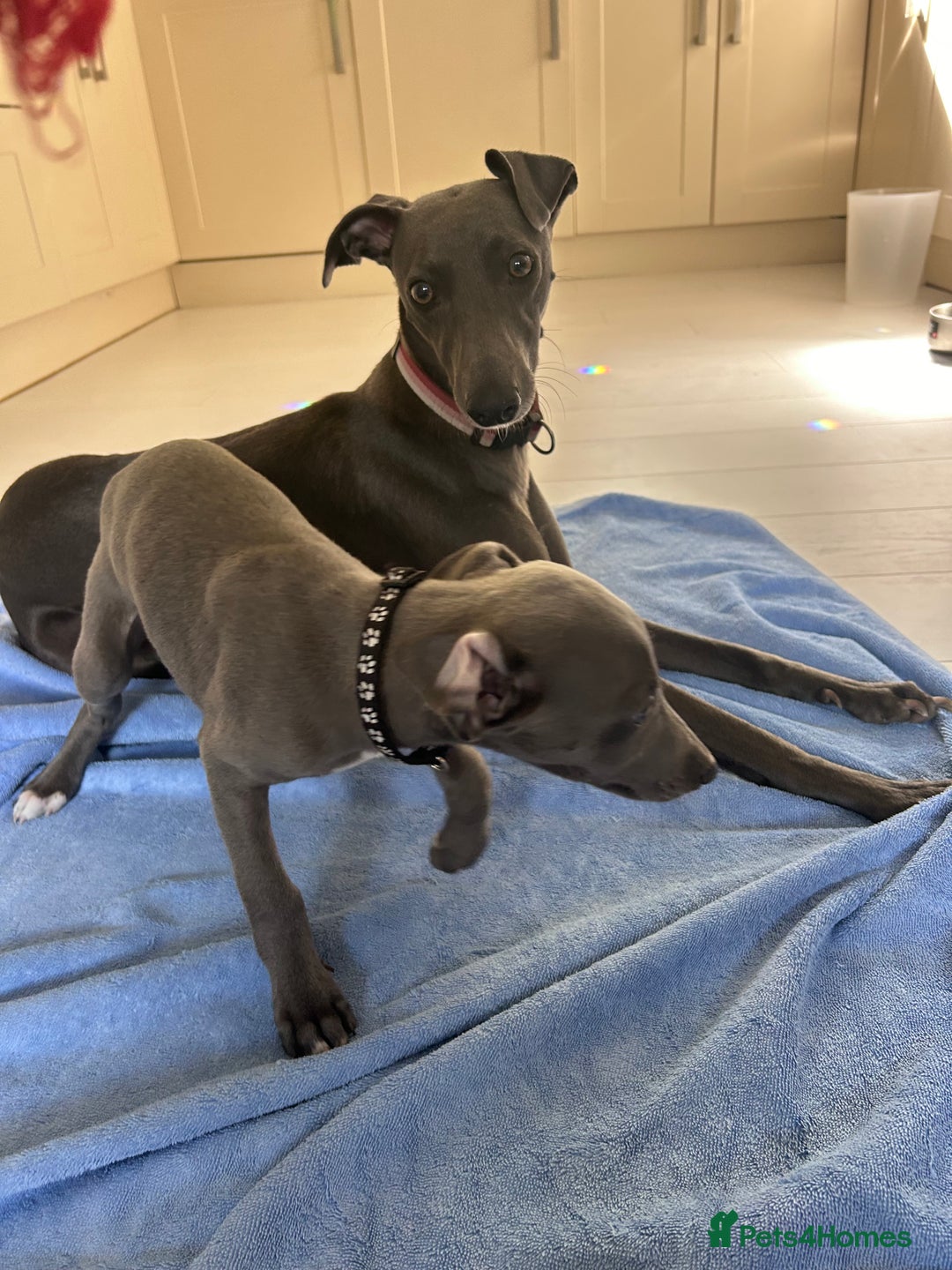 Whippet dogs for sale: Gentle, Loving Whippet Puppies – Ready Now  - Image 11