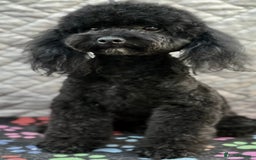 Miniature Poodle dogs for adoption: Bunny’s Story: From Cruelty to Cuddles - Image 2