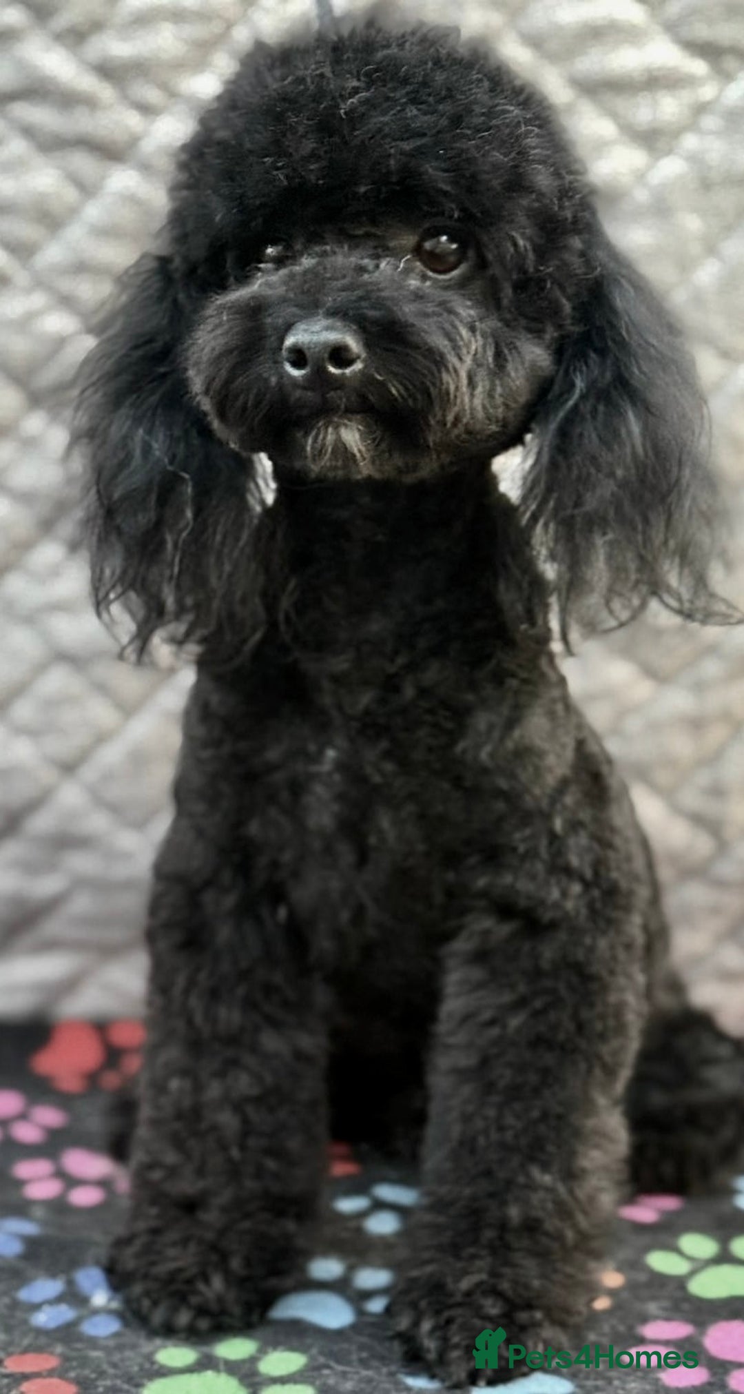 Miniature Poodle dogs for adoption: Bunny’s Story: From Cruelty to Cuddles - Image 2