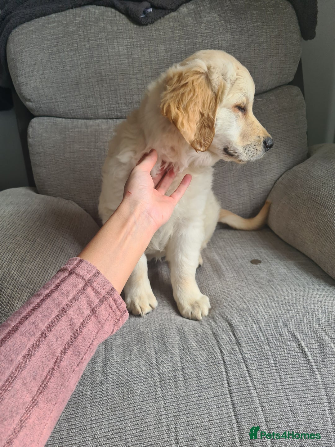 Golden Retriever dogs for sale: Golden retriever puppy - Image 6