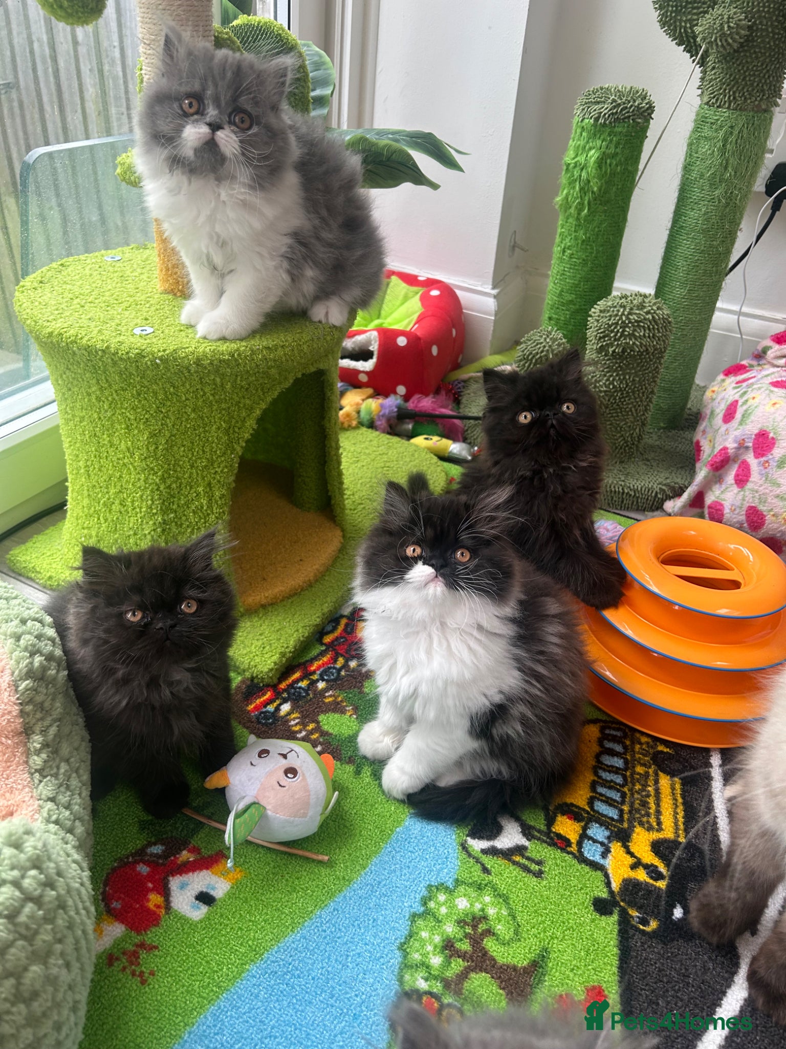 Persian cats Stunning Persian kitten for sale  - Advert 11