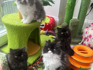 Persian cats Stunning Persian kitten for sale - Advert 1