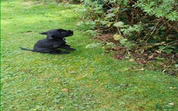 Cocker Spaniel dogs for sale: Stunning KC Show Type Cocker Spaniels - Image 10