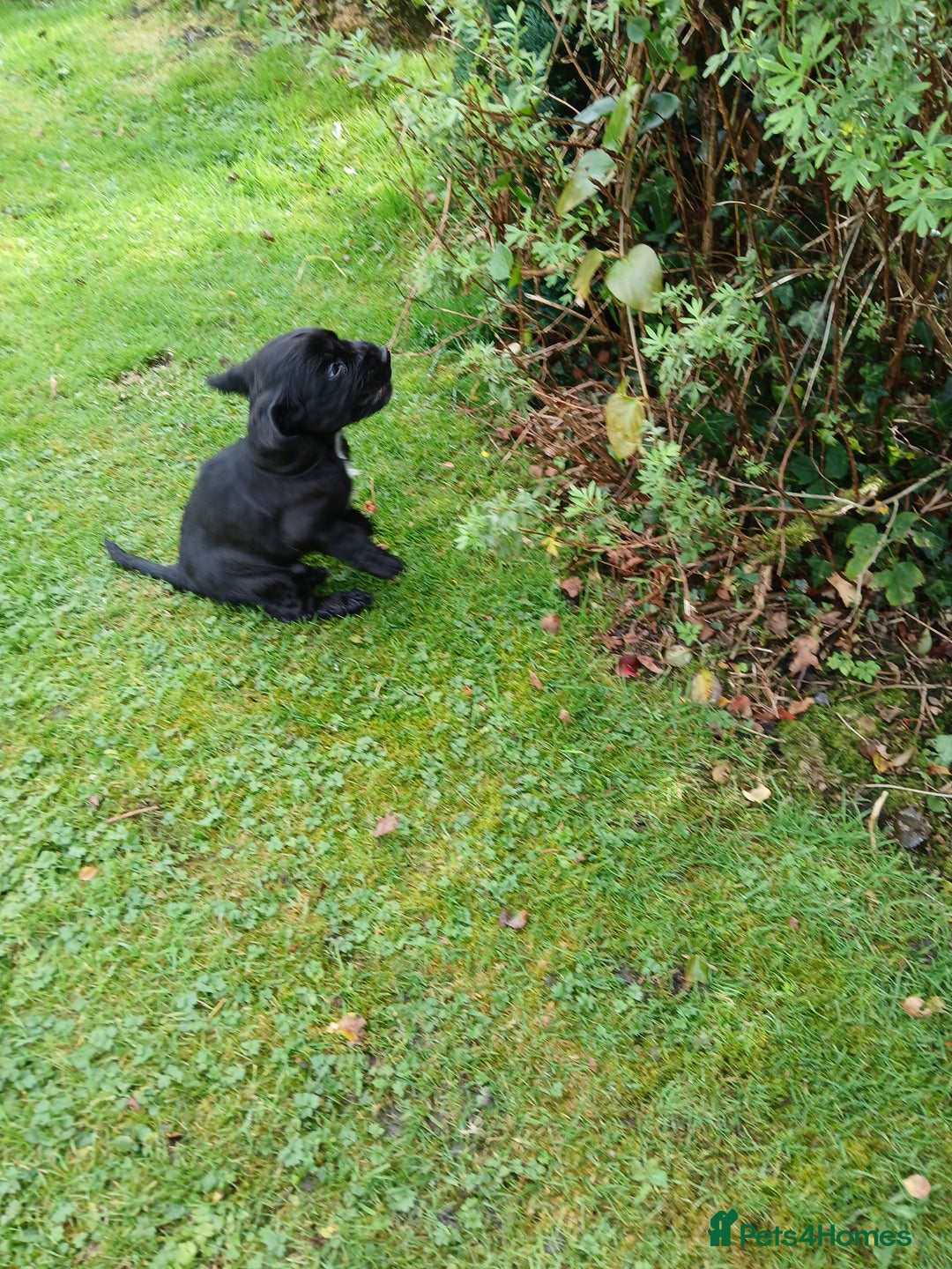 Cocker Spaniel dogs for sale: Stunning KC Show Type Cocker Spaniels - Image 10