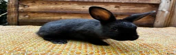 Mixed Breed rabbits for sale: Gorgeous Newzealand x Rex does  - Advert 4
