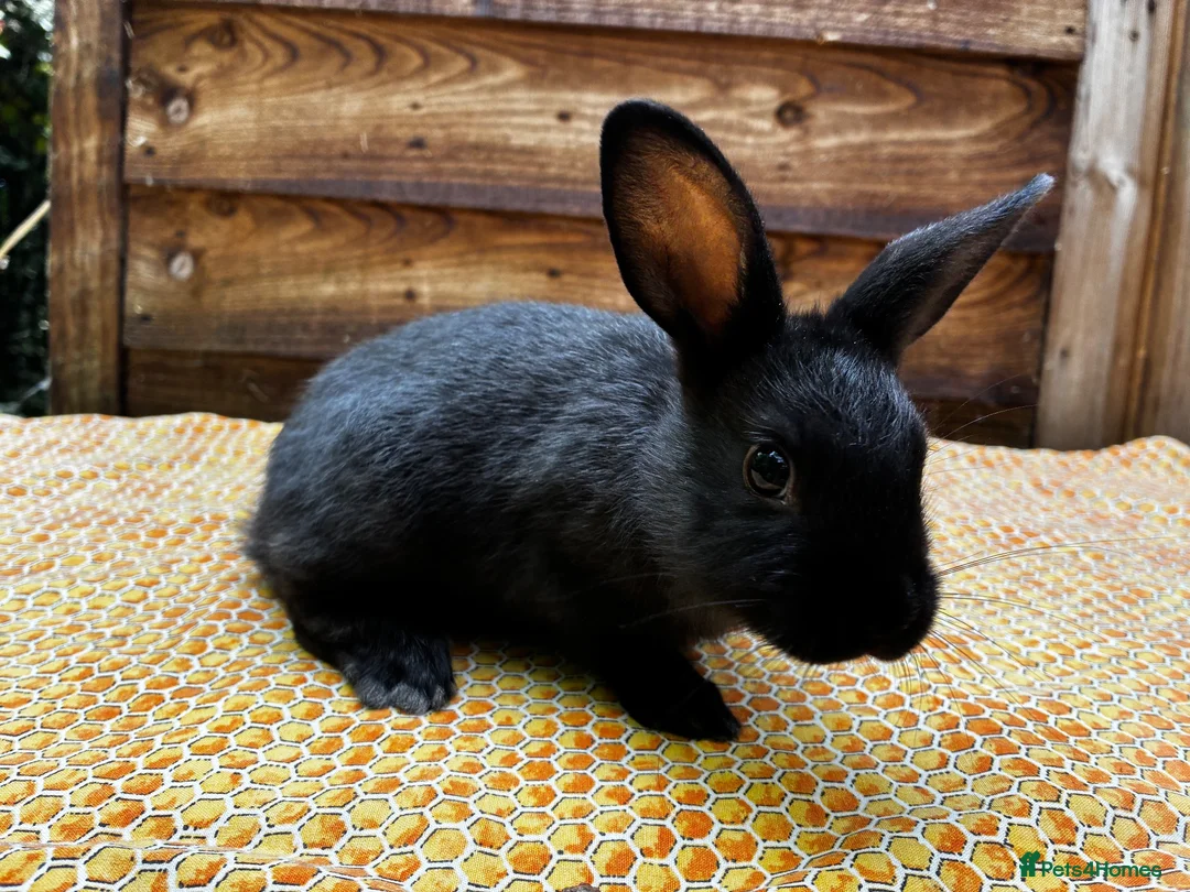 Mixed Breed rabbits for sale: Gorgeous Newzealand x Rex does  - Advert 4