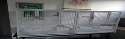 Budgerigars birds for sale: Two male budgies - with cage  - Advert 8