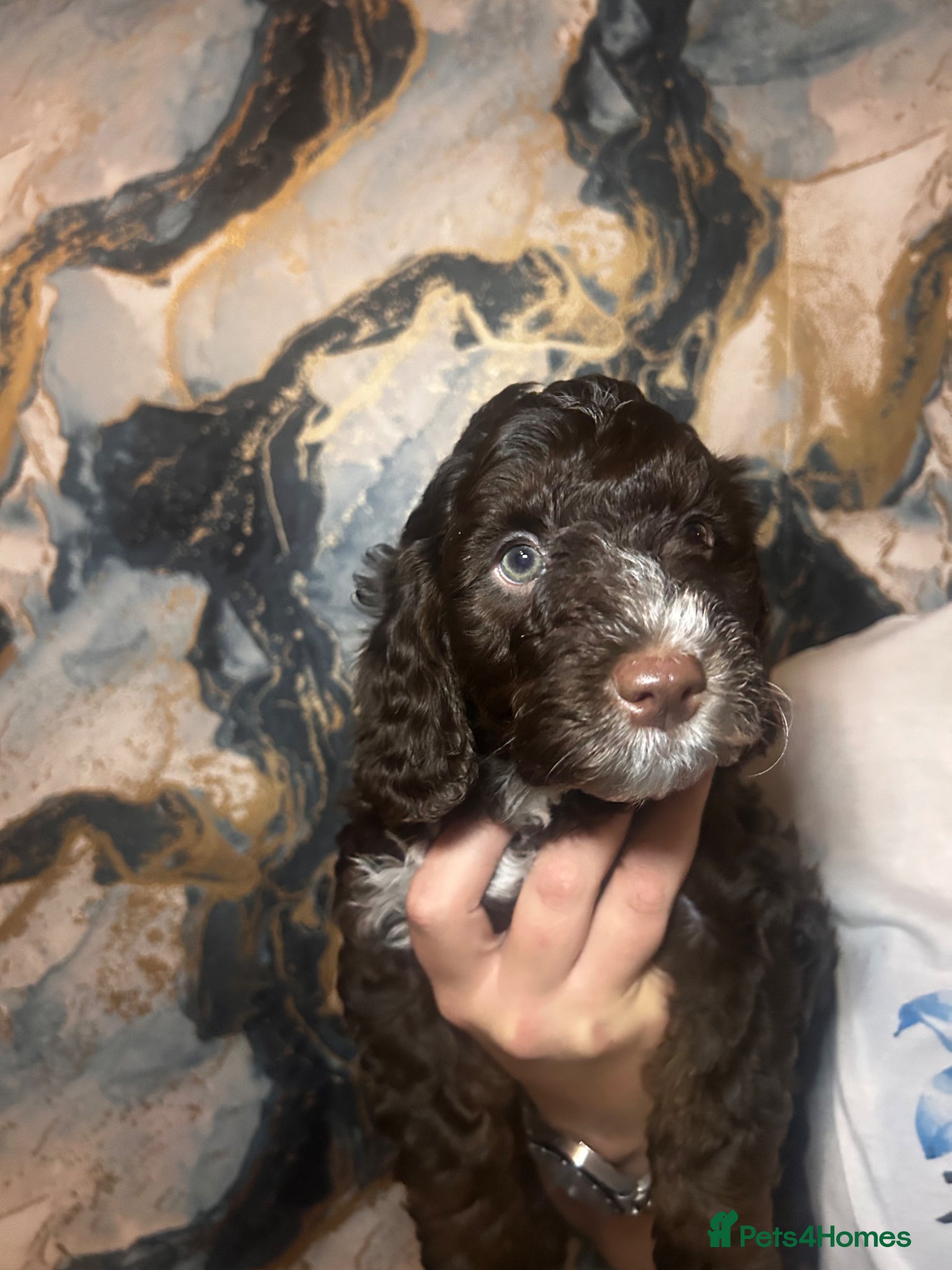 Sproodle Puppy 2